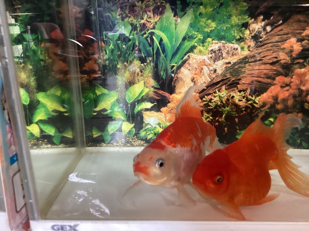 金魚　1