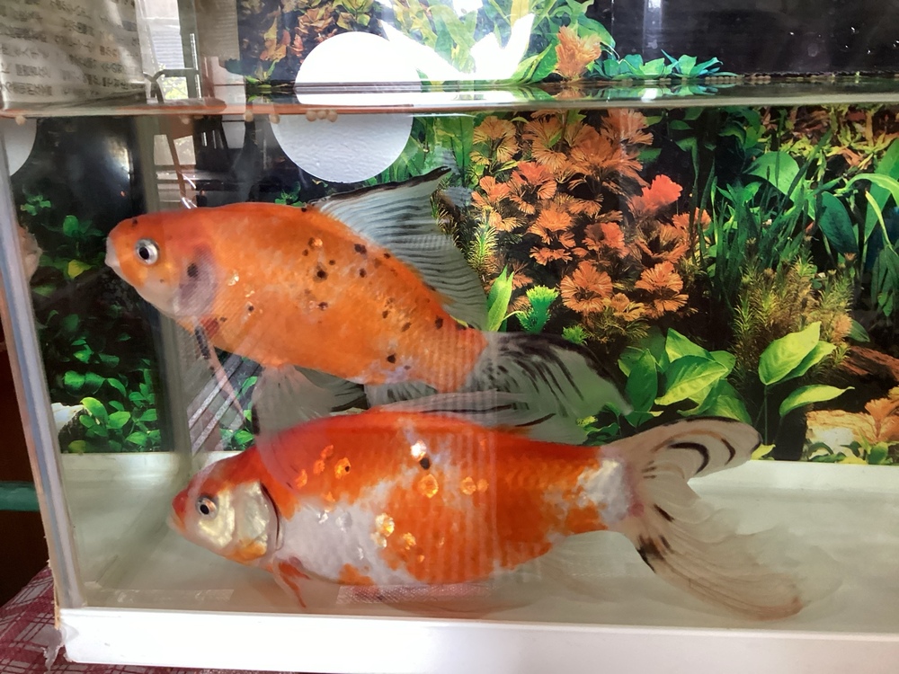 金魚2
