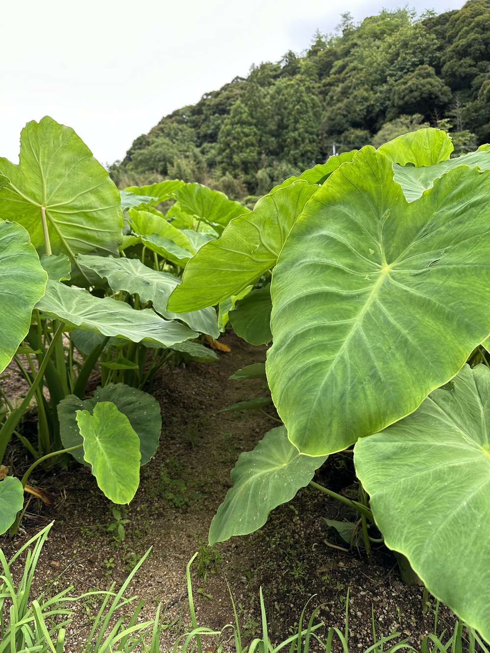 里芋