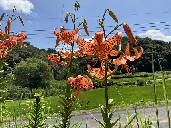 鬼百合