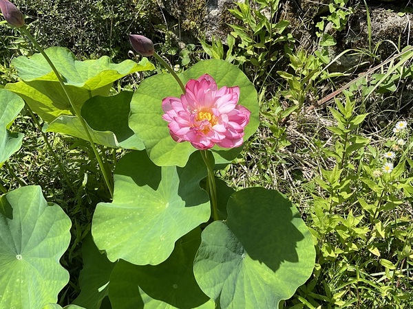 ハスの花
