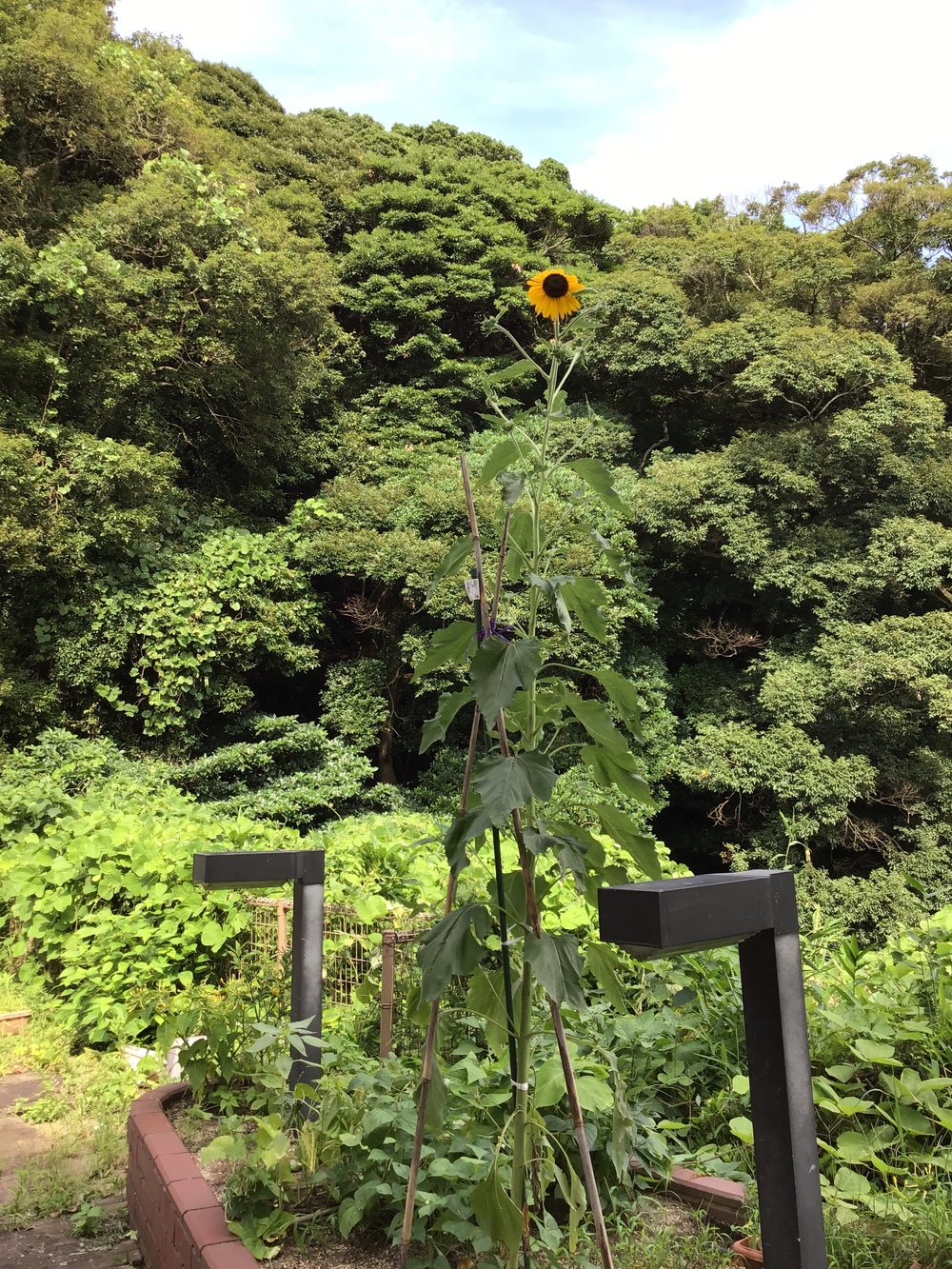 ヒマワリ