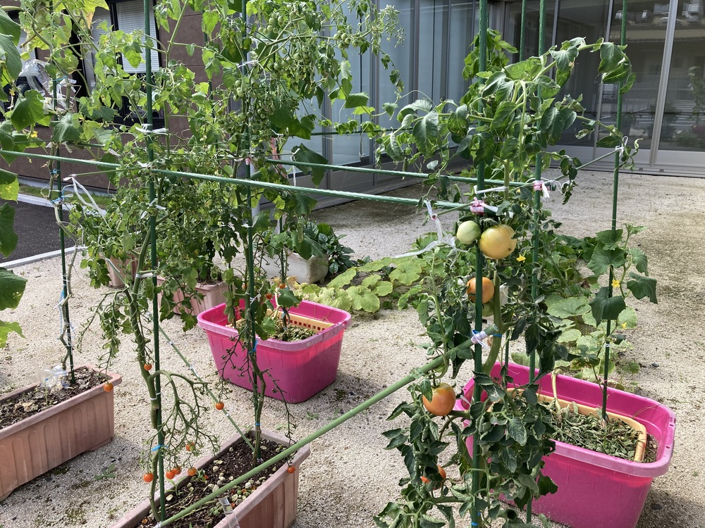 野菜1
