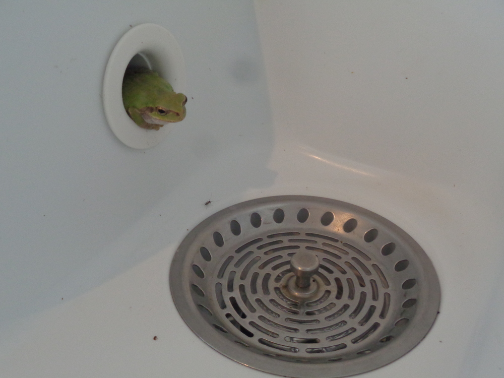 洗面台にカエル