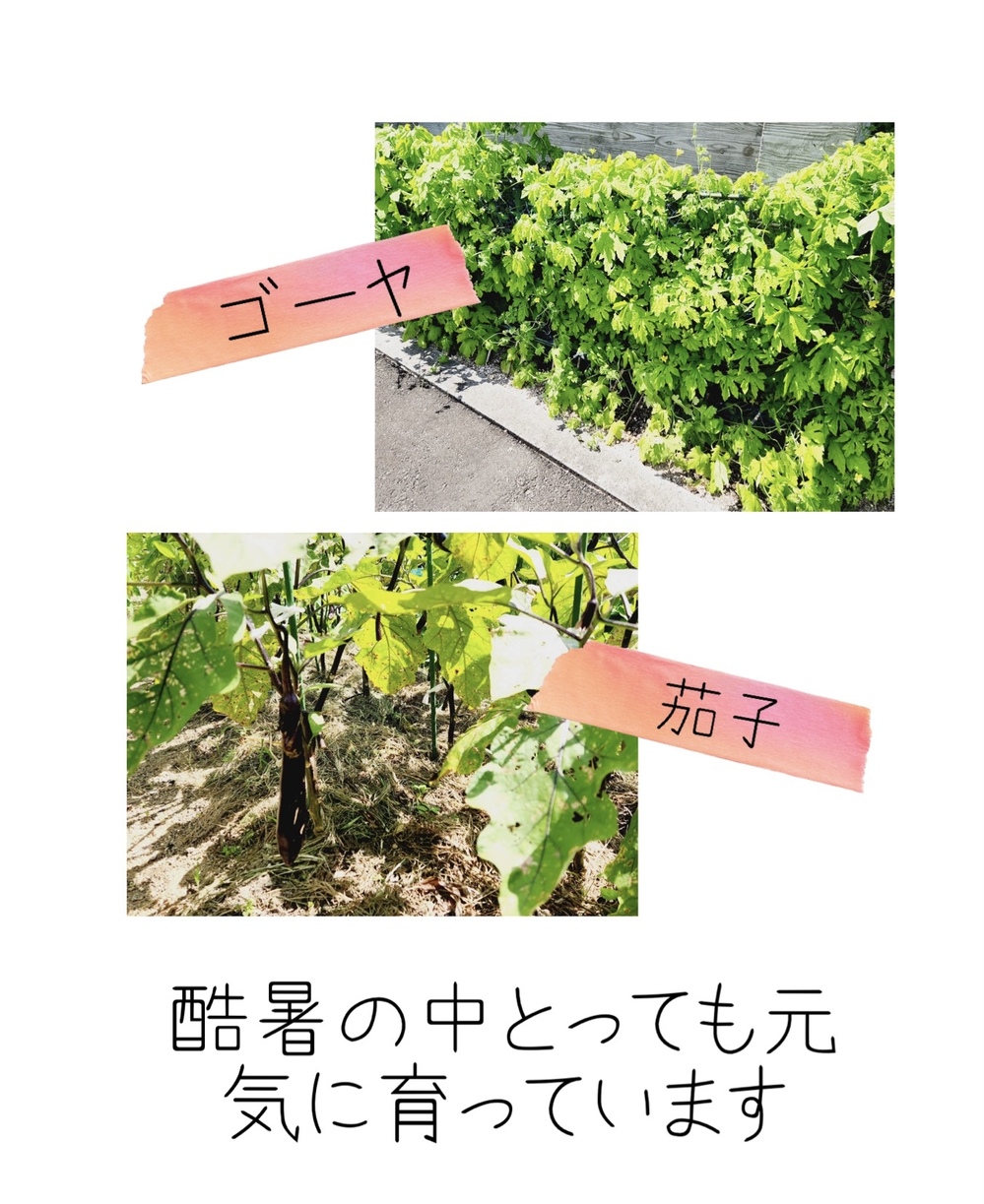 畑
