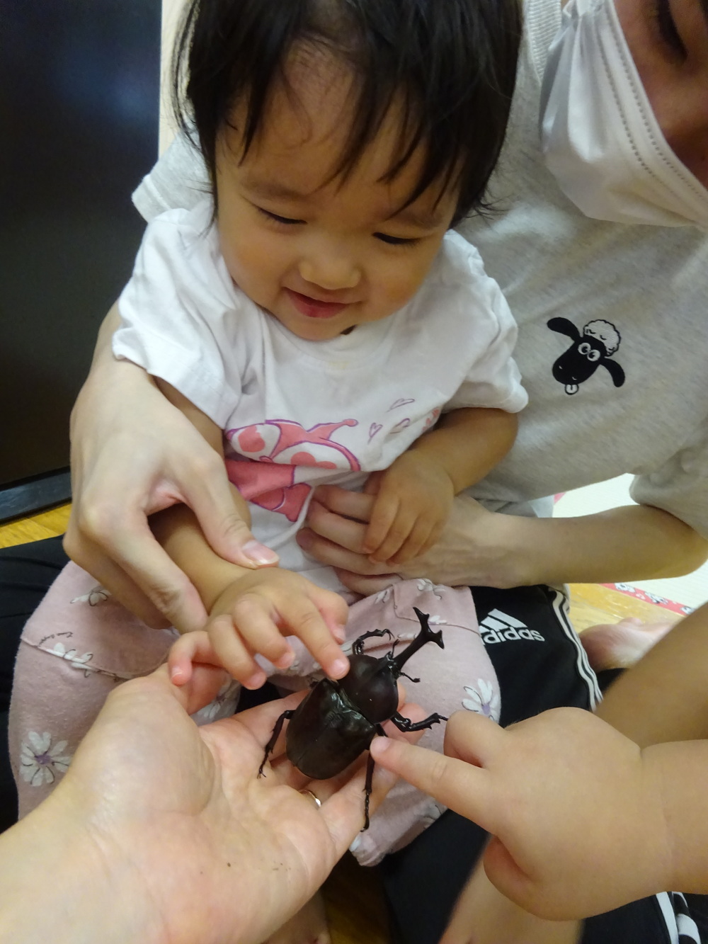 カブトムシのおせわ (1)