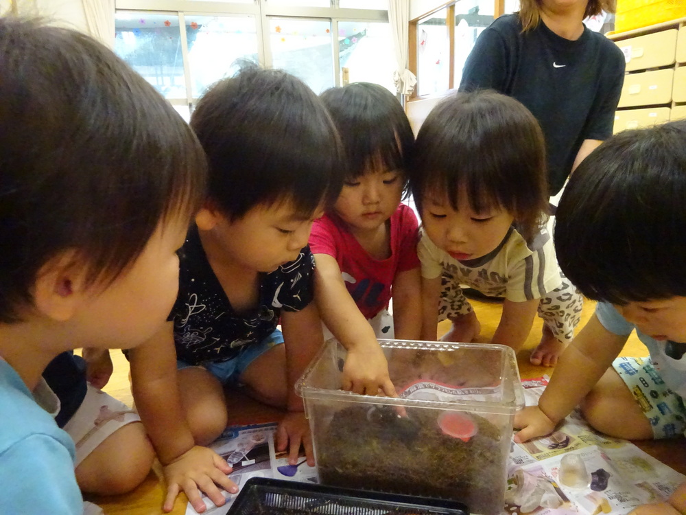 カブトムシのおせわ (5)