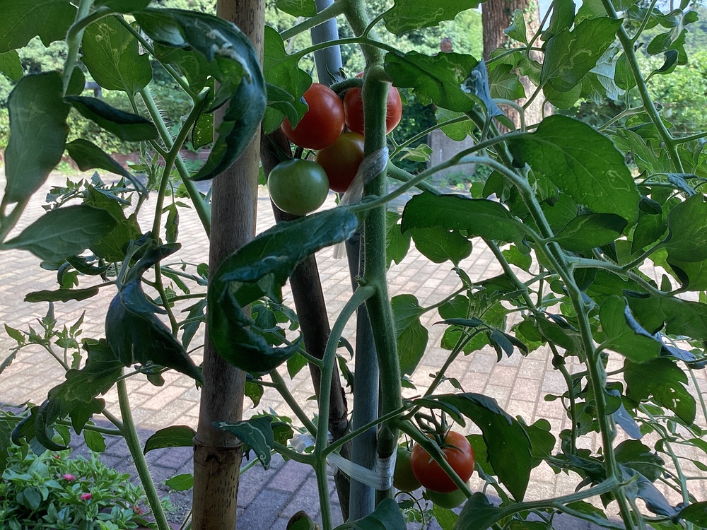 手芸