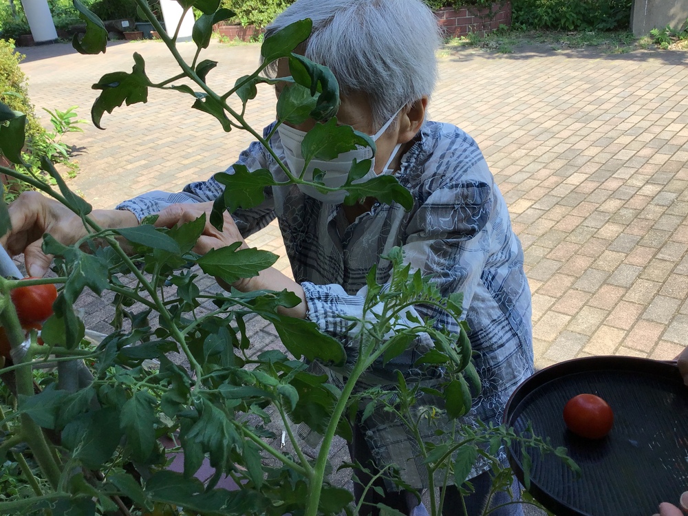 野菜