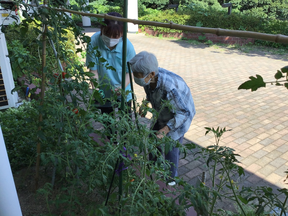 野菜