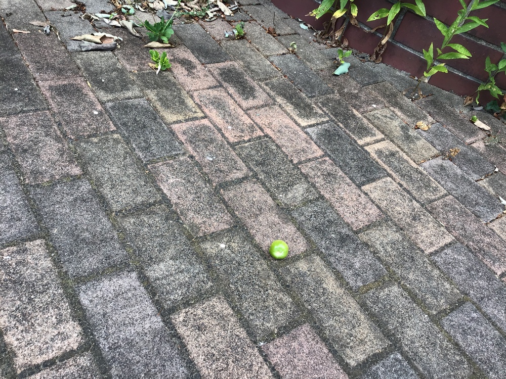 野菜