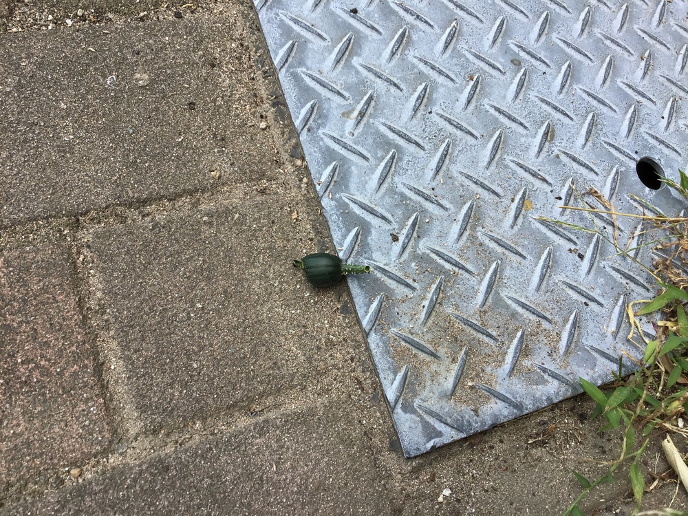 野菜
