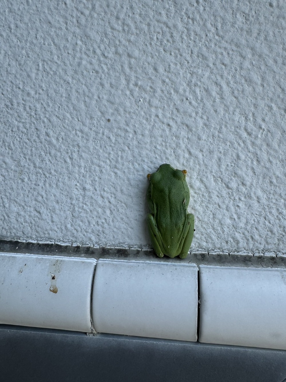 カエル