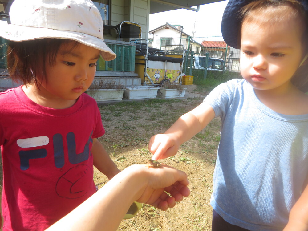 カエルに触れる (3)