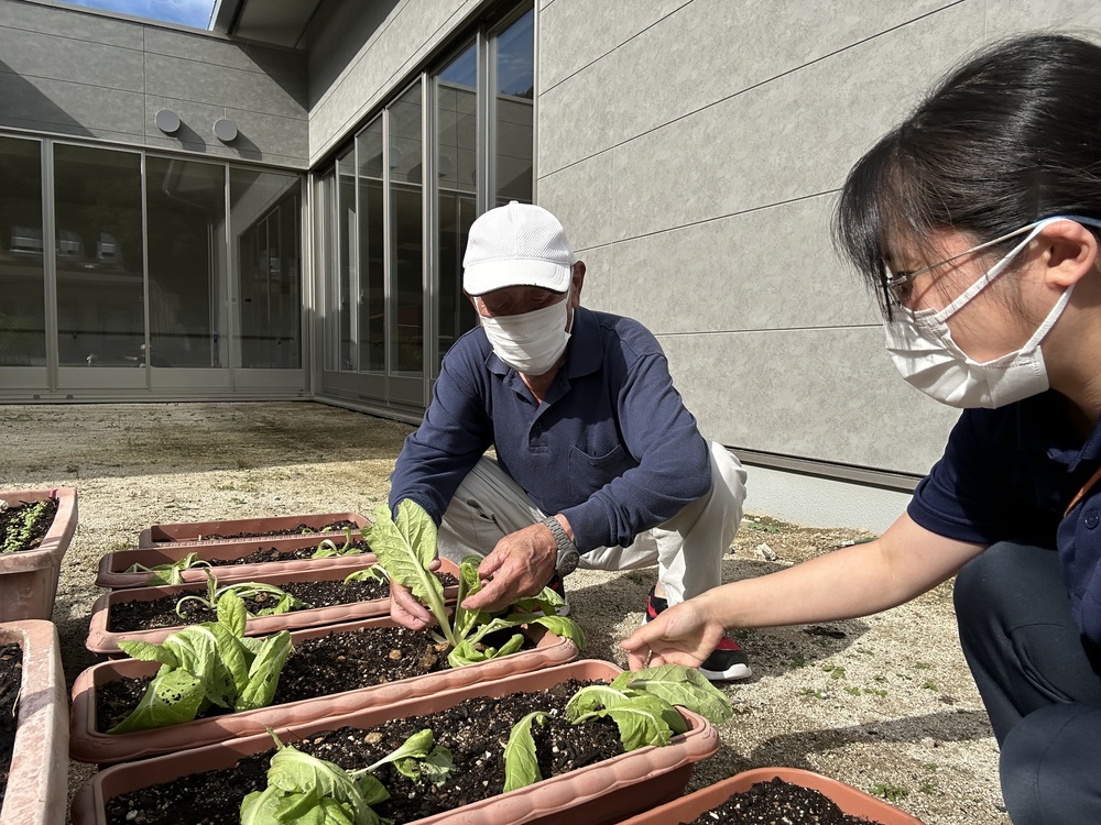 Uさん白菜苗植え2