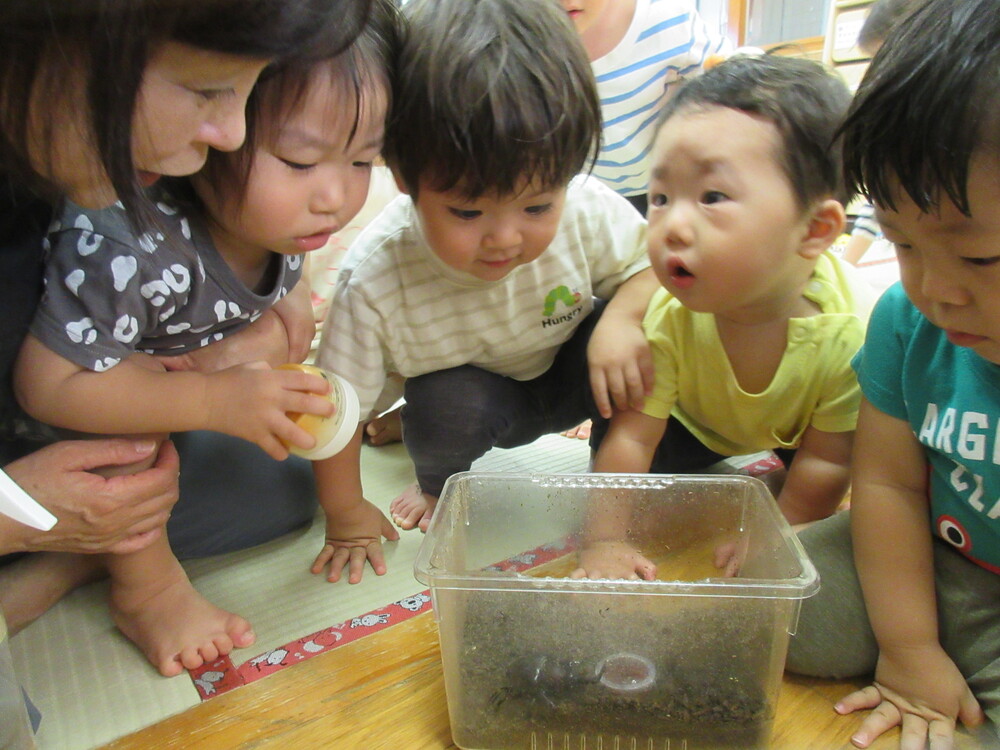 カブトムシを見ている様子