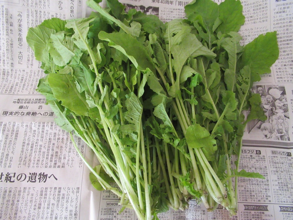 大根の葉っぱ1