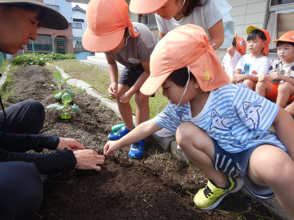 冬野菜を植える (3)