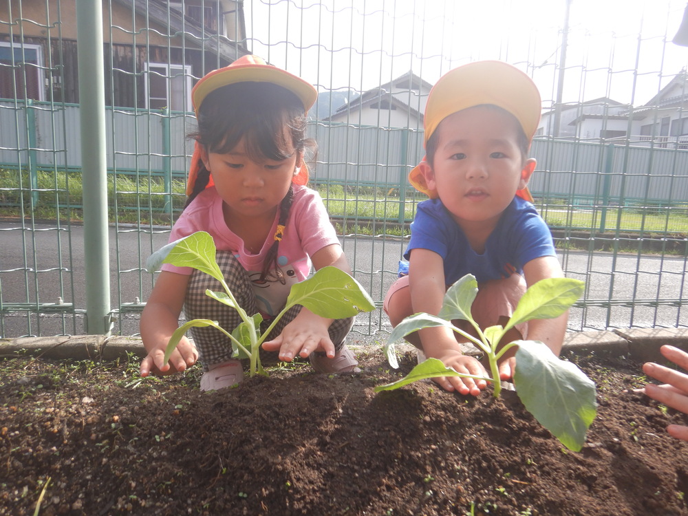 野菜を植える
