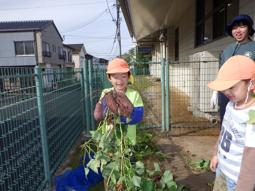 芋ほり