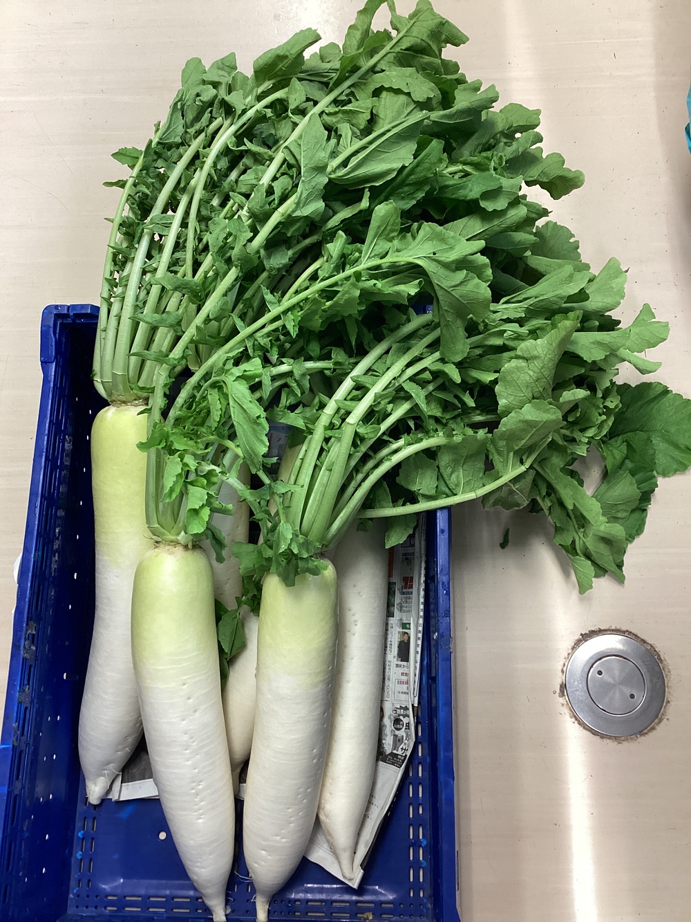 大根1