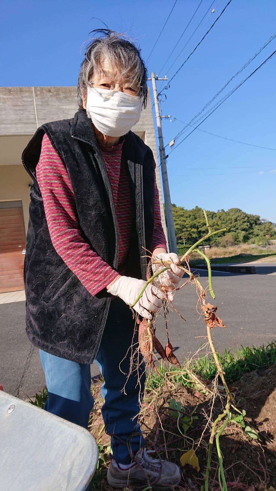 芋掘り5