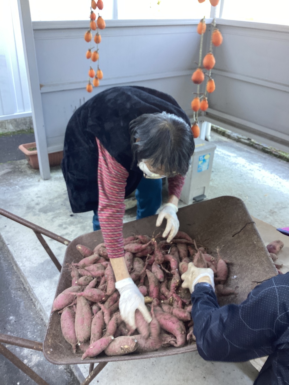芋掘り7