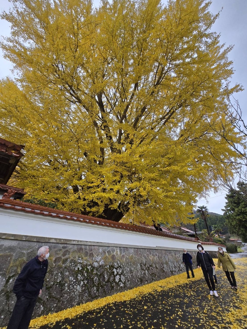 銀杏