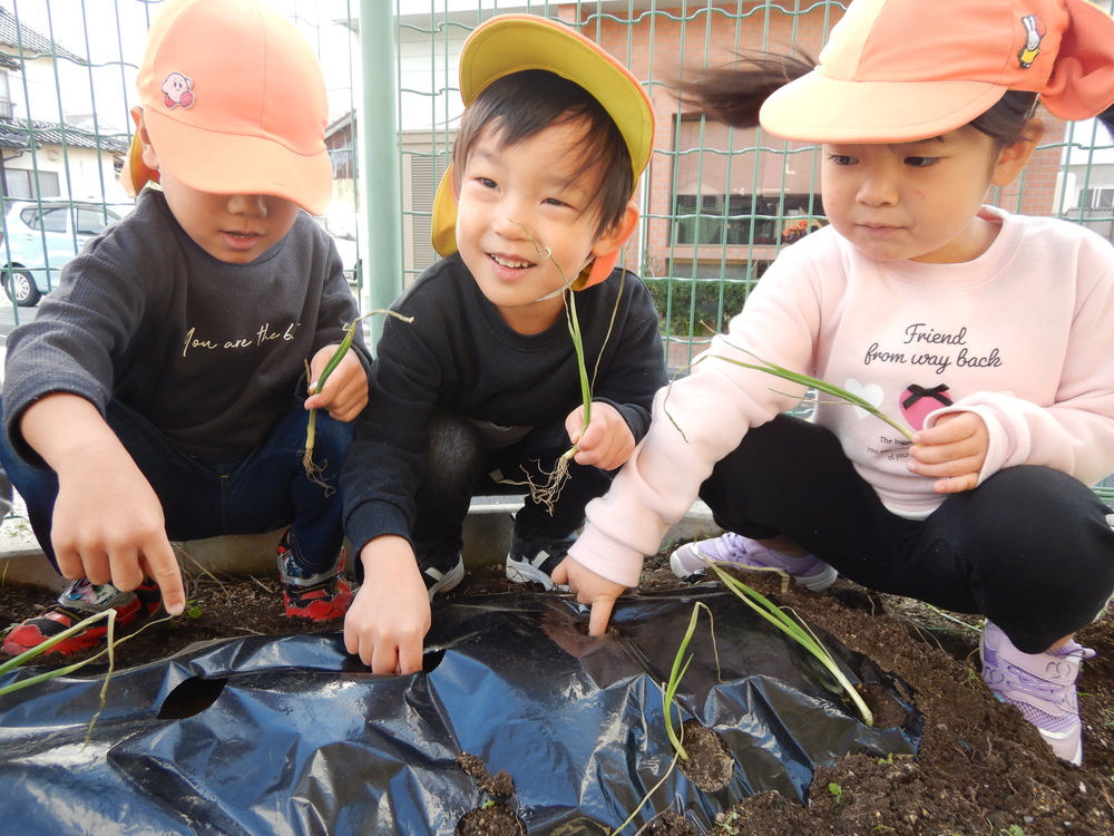 苗植えの様子 (3)