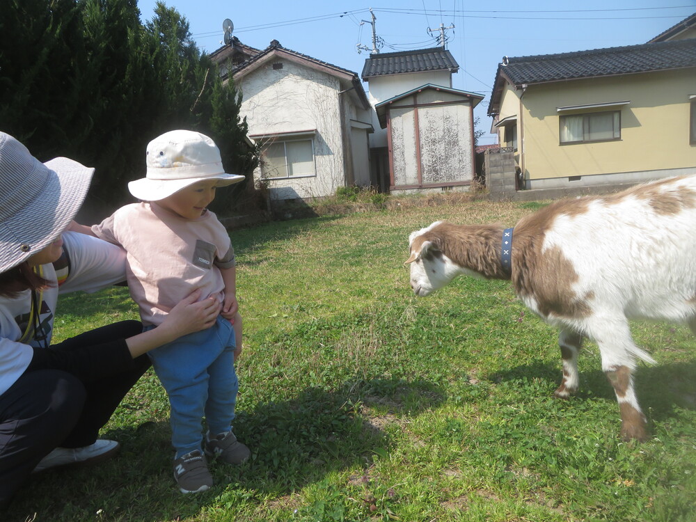 やぎと触れあう様子 (6)