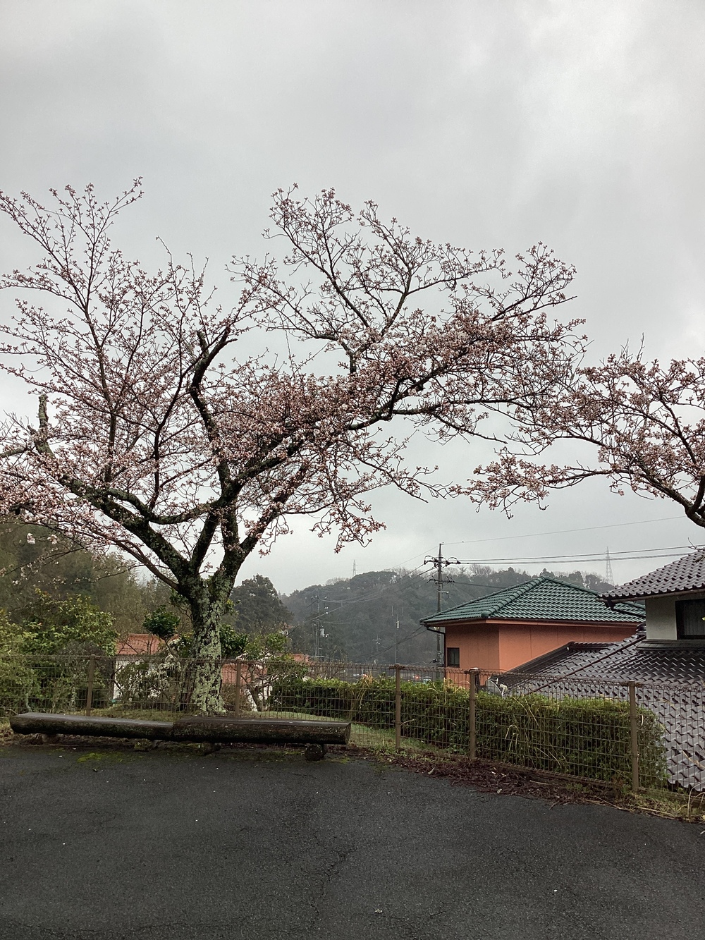 桜