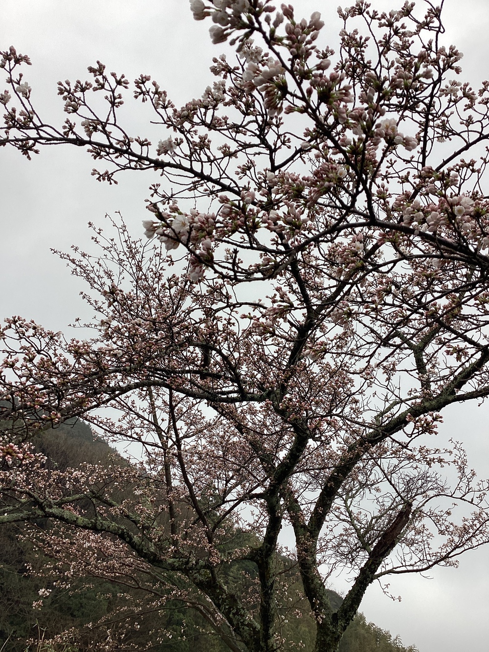 桜のつぼみ