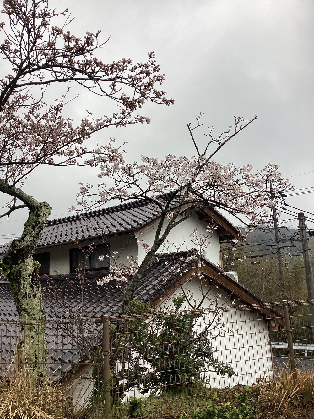 咲いている桜