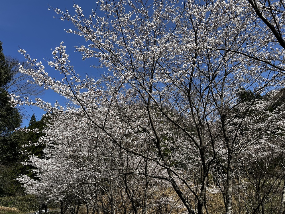 活動