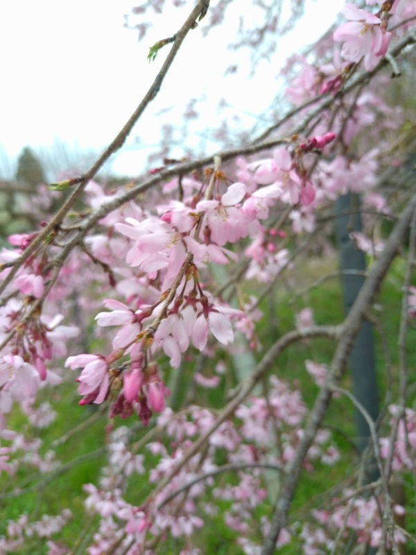 桜1