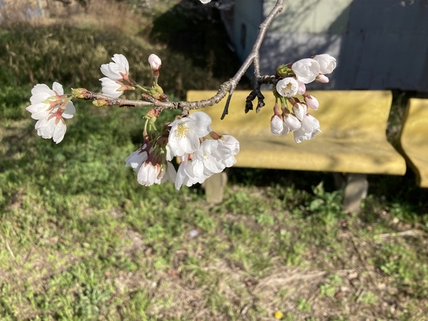 桜2