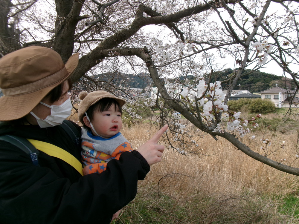 桜を見ている様子