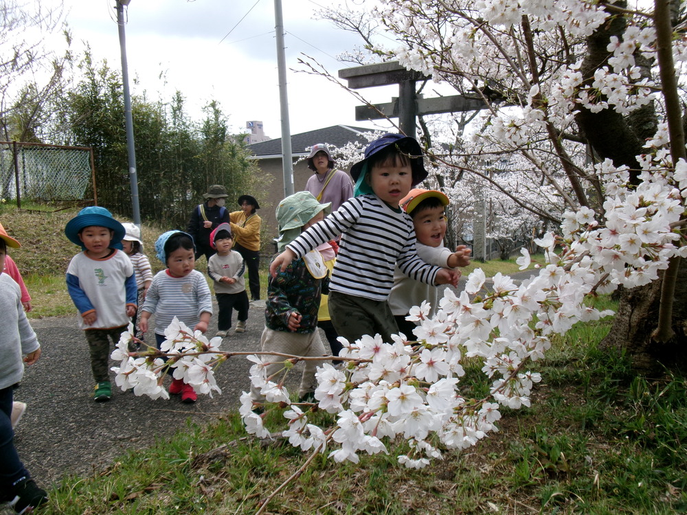 桜を見る子ども