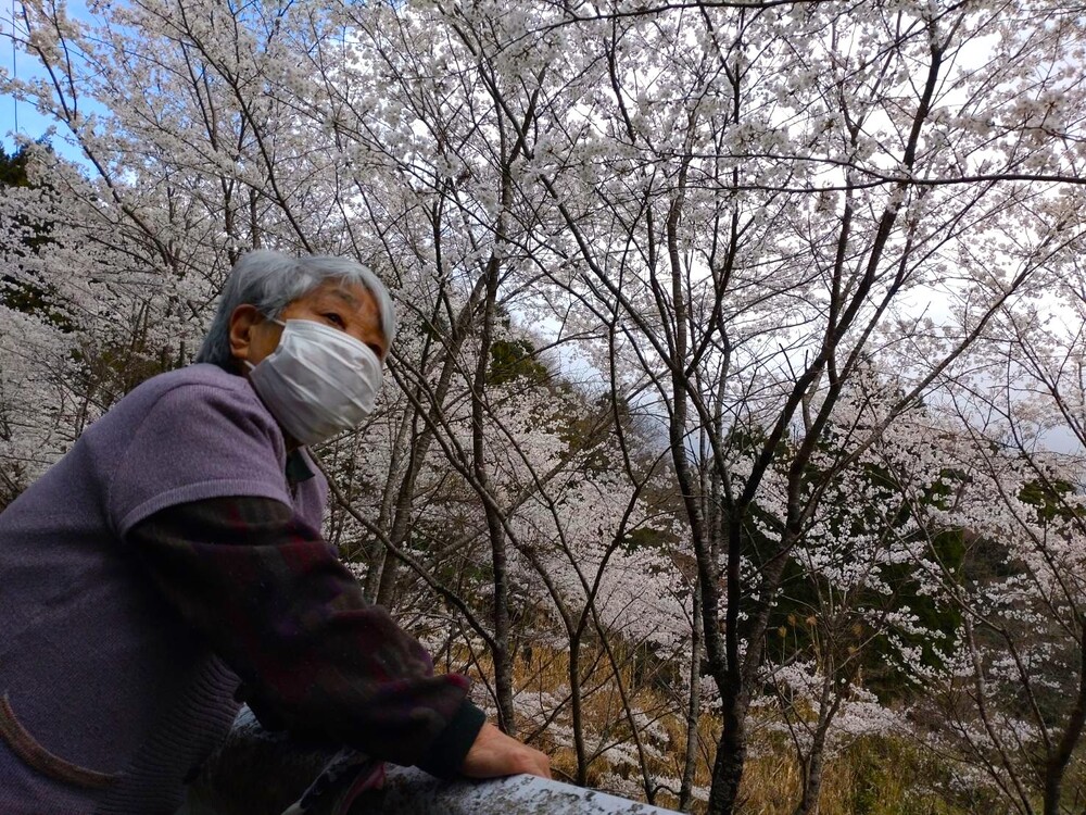 お花見