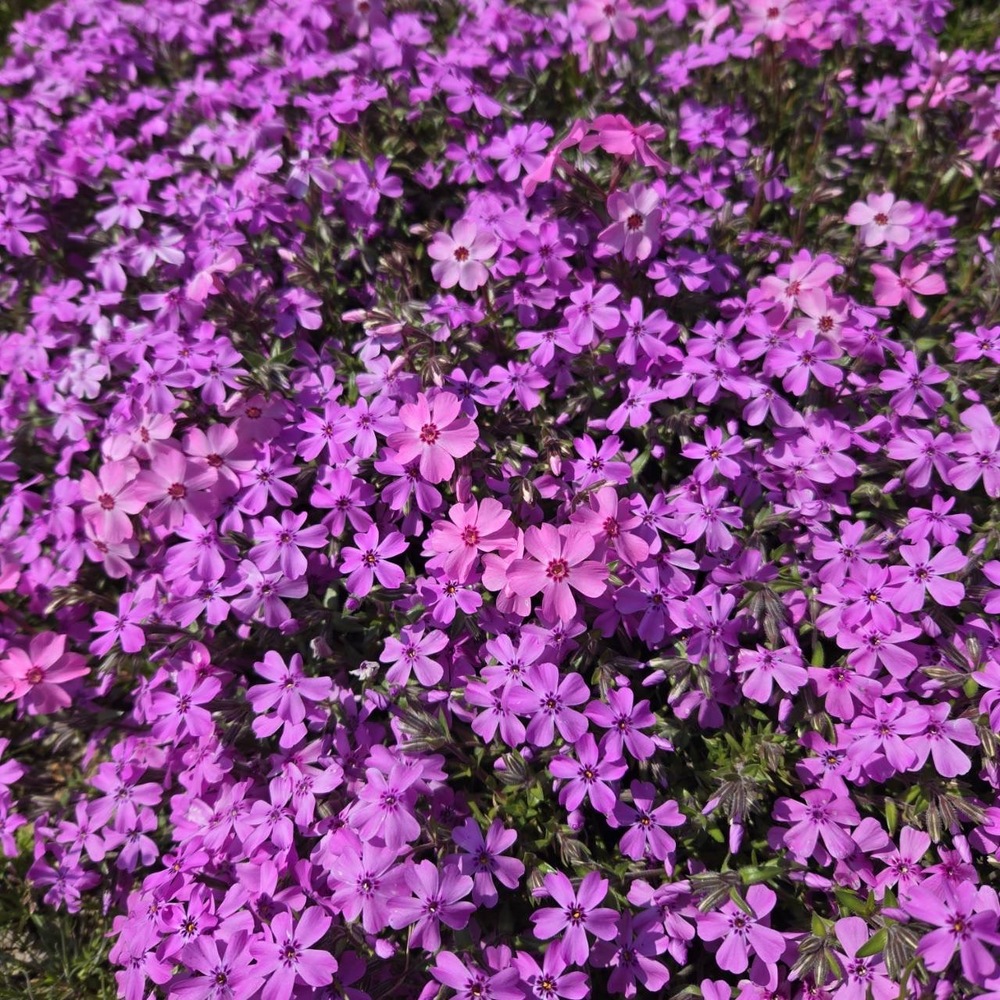 芝桜