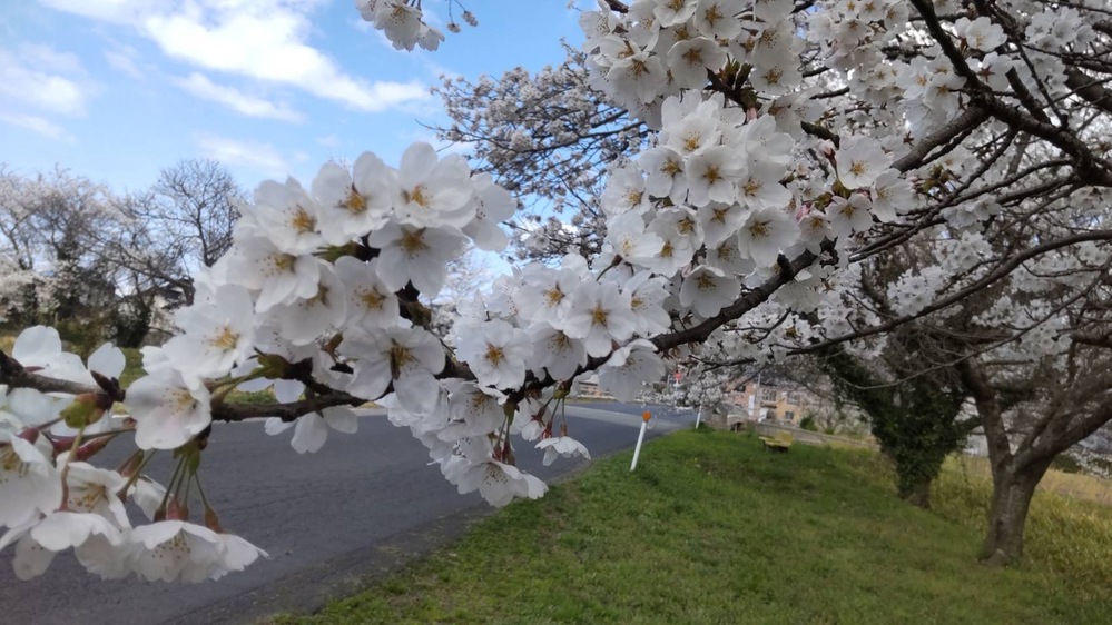 桜