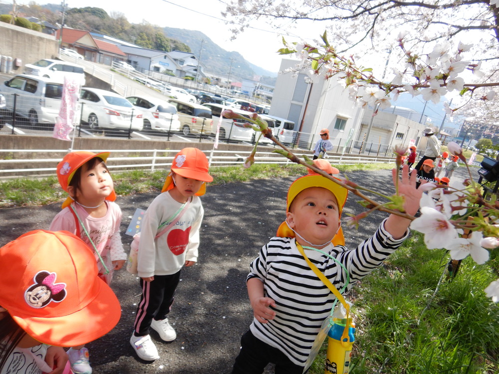 桜を見る子ども