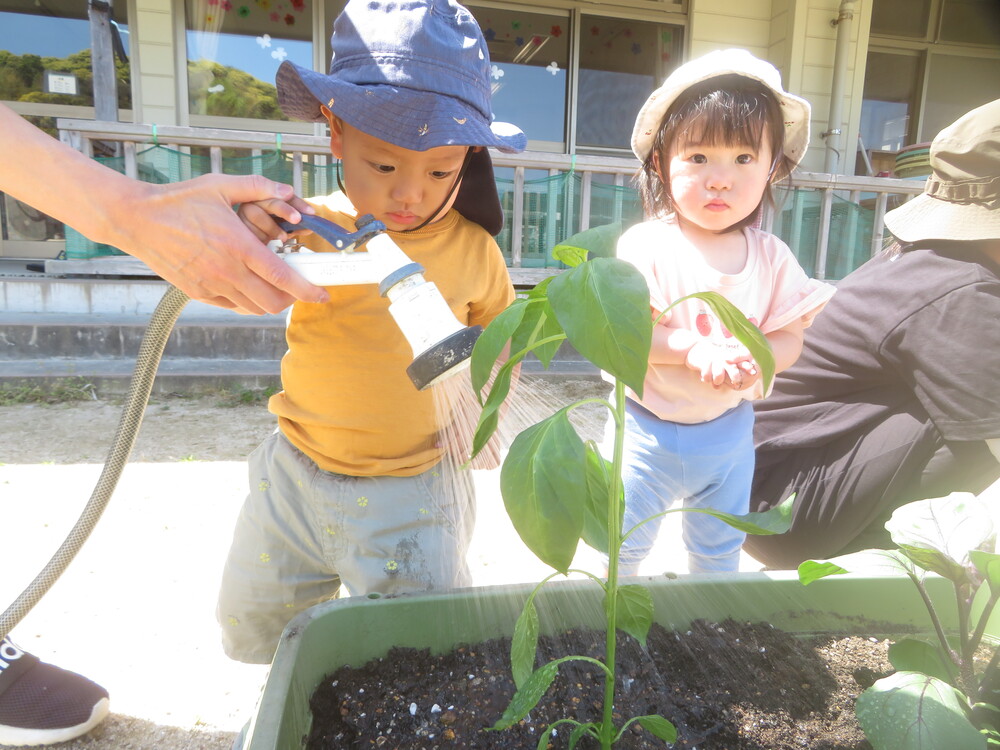 野菜の苗植えの様子 (1)