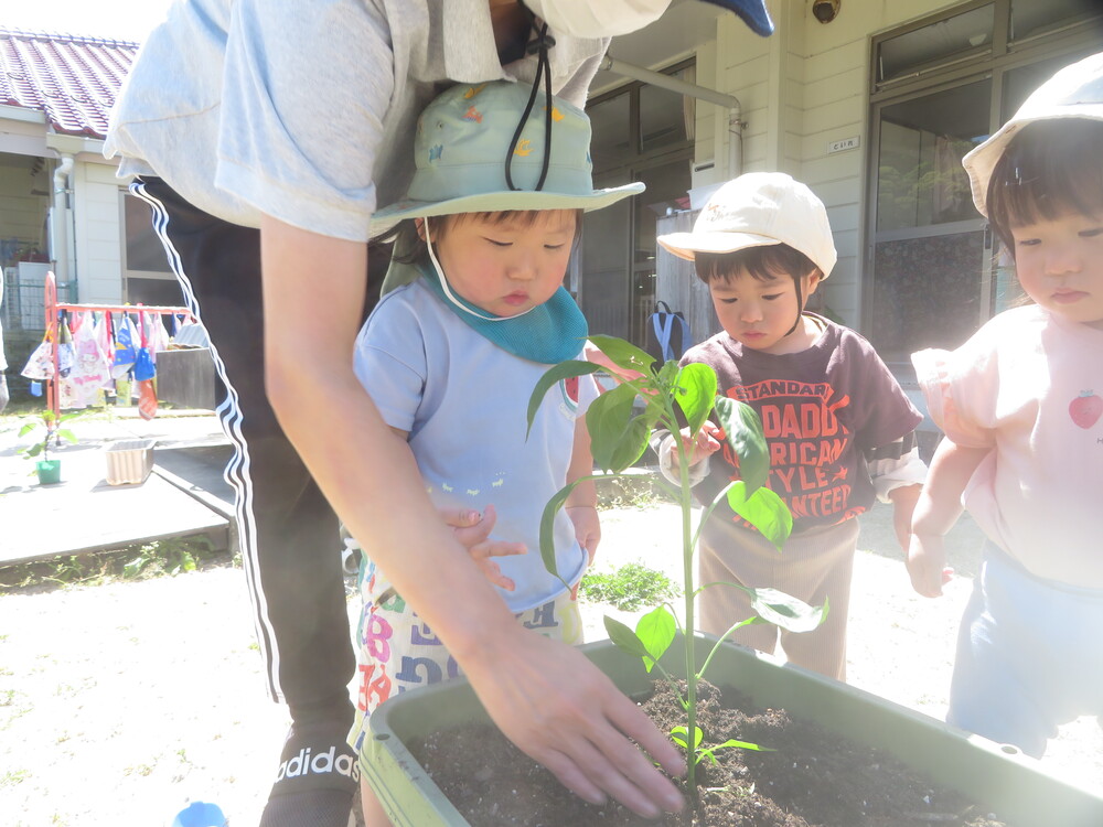 野菜の苗植えの様子 (3)