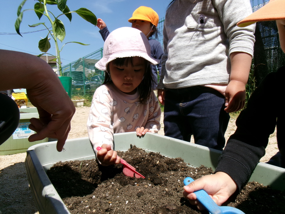 夏野菜を植える