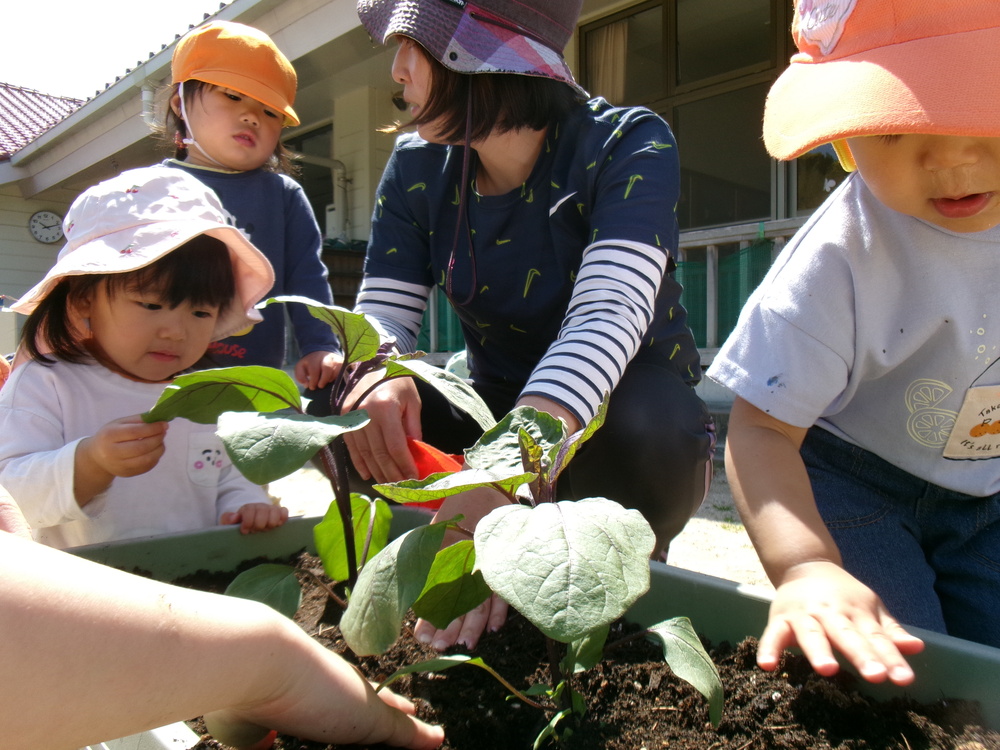 夏野菜を植える