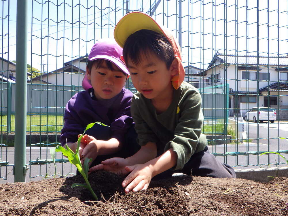 野菜の苗植えの様子