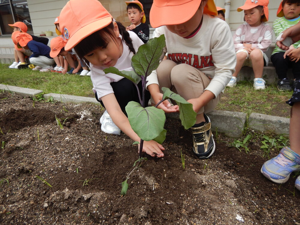 野菜の苗植えの様子１