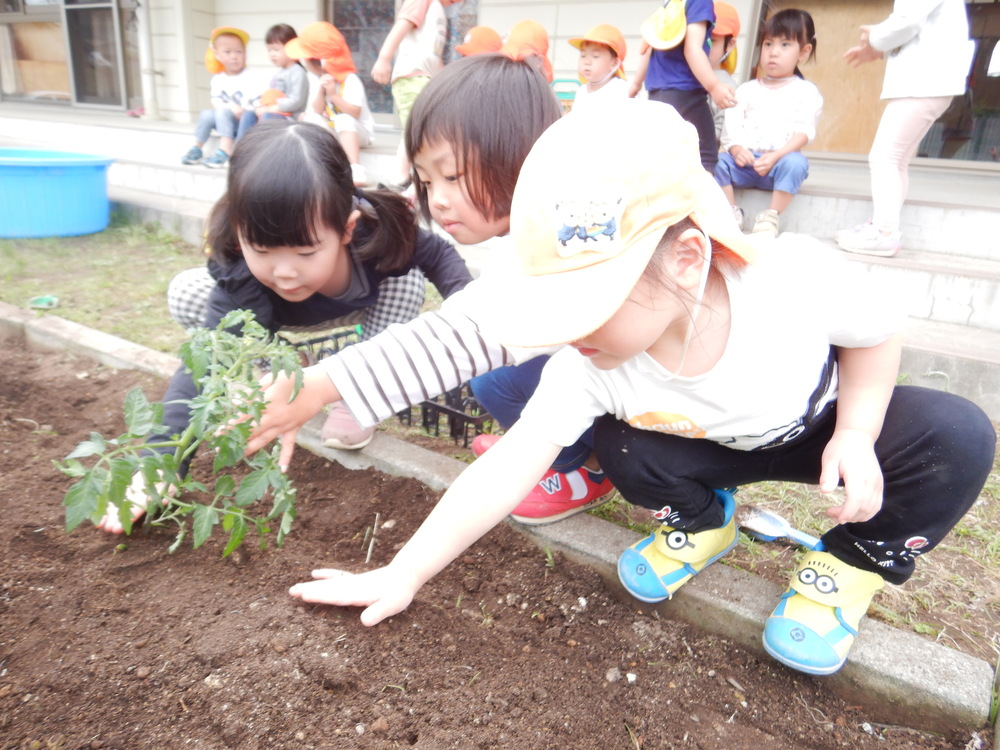 野菜の苗を植える子ども (1)
