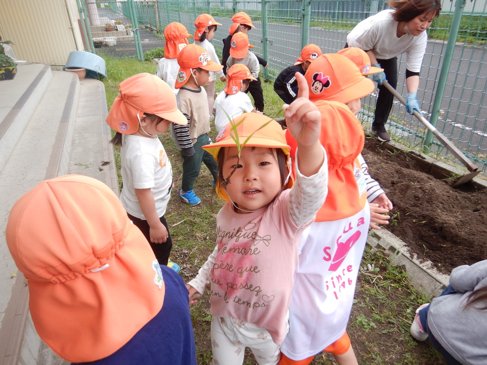 野菜の苗を植える子ども (2)